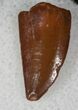 Mahogany Colored Raptor Tooth From Morocco - #13238-2